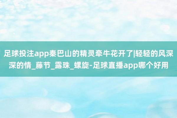 足球投注app秦巴山的精灵牵牛花开了|轻轻的风深深的情_藤节_露珠_螺旋-足球直播app哪个好用